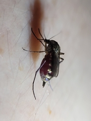 Psorophora cyanescens