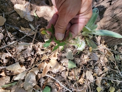 Thelypodium wrightii