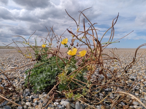 Glaucium flavum iNat (1)