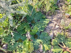 Arctopus echinatus