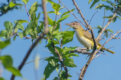 Vireo flavoviridis