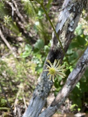 Knowltonia vesicatoria