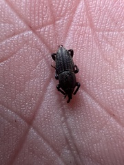 Sphenophorus parvulus