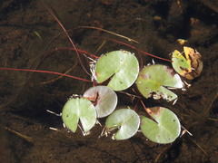 Nymphaea