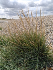 Elymus athericus