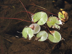 Nymphaea
