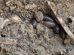Holoverticata