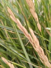 Elymus athericus