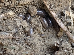 Holoverticata