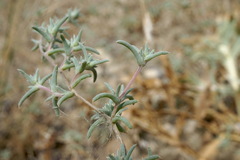 Pyankovia brachiata