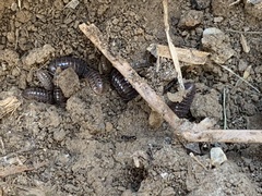 Holoverticata