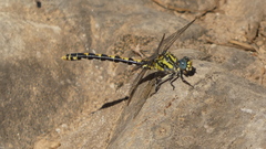 Onychogomphus uncatus