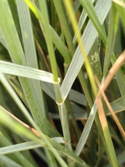 Elymus athericus