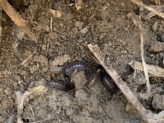 Holoverticata