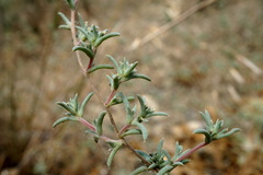Pyankovia brachiata