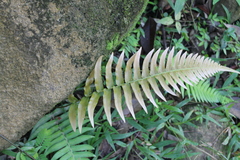 Blechnum