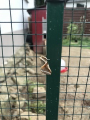 Habrosyne pyritoides