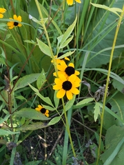 Rudbeckia triloba