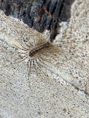 Scutigera coleoptrata