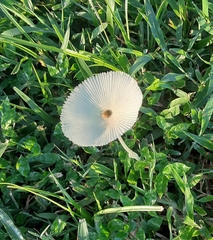 Leucocoprinus fragilissimus