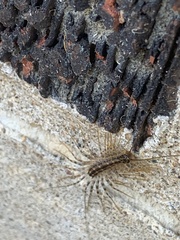 Scutigera coleoptrata