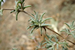 Pyankovia brachiata