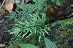 Pteris