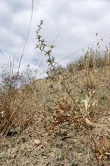 Pyankovia brachiata