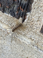 Scutigera coleoptrata