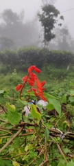 Salvia splendens