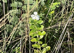 Catharanthus roseus