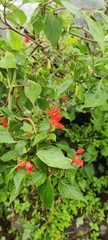Salvia splendens
