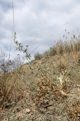 Pyankovia brachiata