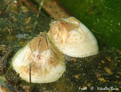 Amphibalanus eburneus