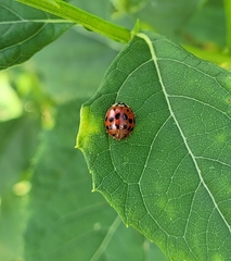 Hesperomyces harmoniae
