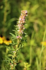 Lespedeza virginica