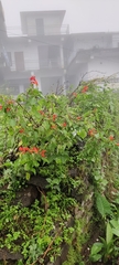 Salvia splendens