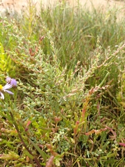 Suaeda maritima