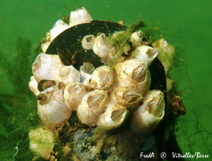 Amphibalanus eburneus