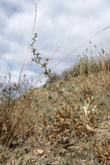 Pyankovia brachiata