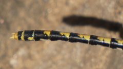 Onychogomphus uncatus