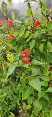 Salvia splendens
