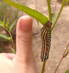 Eumorpha fasciatus