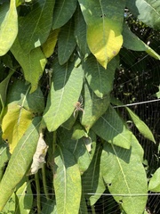 Araneidae