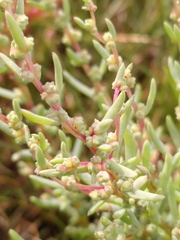 Suaeda maritima