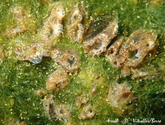 Arcuatula senhousia