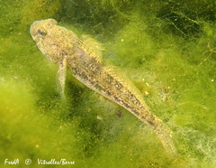 Gobius niger