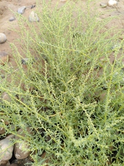 Suaeda maritima