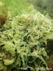 Halichondria bowerbanki