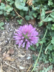 Trifolium